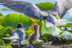 Black Tern_850_1845