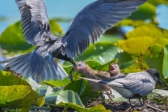 Black Tern_850_2038