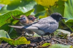 Black Tern_850_2047