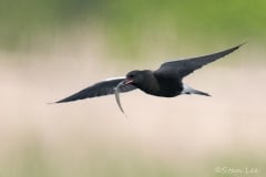 Black-Tern_850_2282