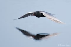 Black-Tern_850_2289