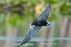 Black-Tern_850_2327