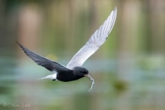 Black-Tern_850_2400