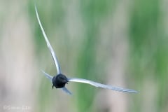 Black-Tern_850_2442