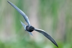 Black-Tern_850_2443