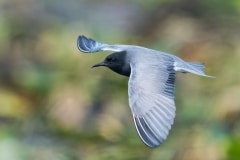 Black-Tern_850_2462