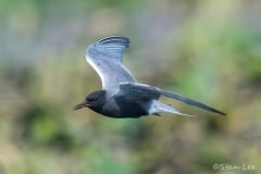 Black-Tern_850_2464