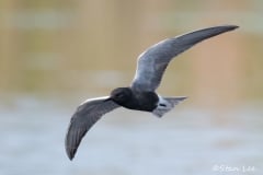 Black-Tern_850_2476