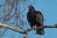 Black Vulture_850_5686