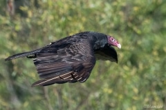 Black Vulture_850_5716