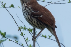 Brown Thrasher_D58_9254