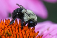 Bumble Bee_850__4570