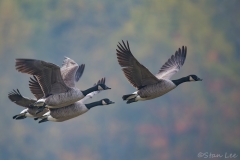 Canada Goose_850_3896