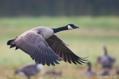 Canada Goose_850_3900