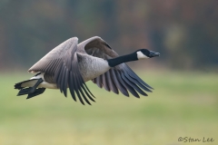 Canada Goose_850_3902