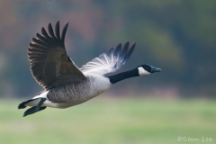 Canada Goose_850_3903