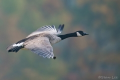 Canada Goose_850_3905