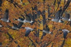 Canada Goose_850_3942