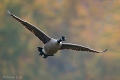 Canada Goose_850_3944