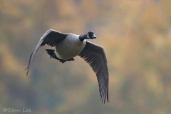 Canada Goose_850_3945