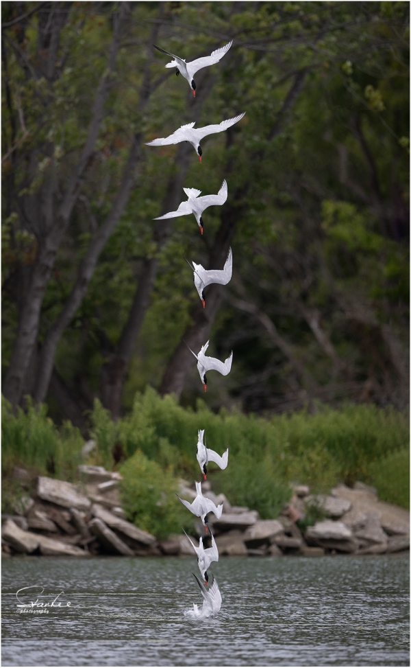 Caspian-Tern-Diving