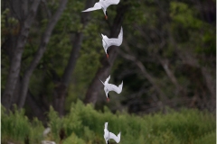 Caspian-Tern-Diving