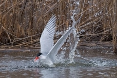 Caspian Tern_D5S_8860