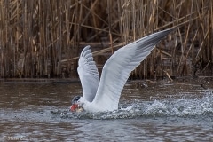 Caspian Tern_D5S_8869