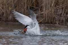 Caspian Tern_D5S_8870