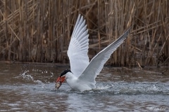 Caspian Tern_D5S_8871