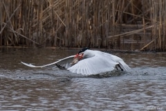 Caspian Tern_D5S_8874