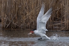 Caspian Tern_D5S_8875