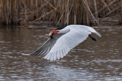 Caspian Tern_D5S_8886