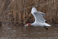 Caspian Tern_D5S_8889