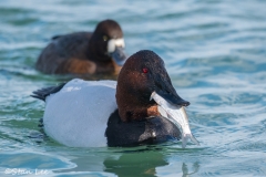 Canvasback_850_3070