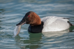 Canvasback_850_3094