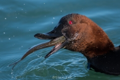 Canvasback_850_3122