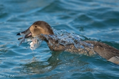 Canvasback_850_3386