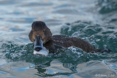 Canvasback_850_3541