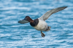 Canvasback_850_3846