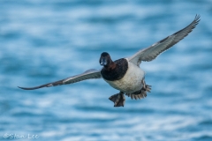 Canvasback_850_3856