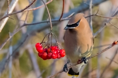 Cedar Waxwing_850_7275