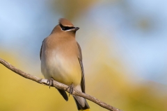 Cedar Waxwing_850_7301