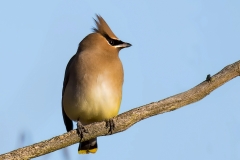 Cedar Waxwing_850_7303