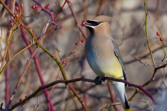 Cedar Waxwing_850_7310