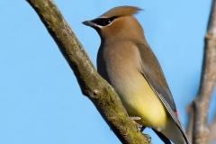 Cedar Waxwing_850_7326