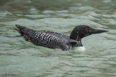 Common Loon D4S_3577