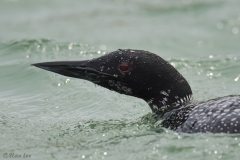 Common Loon D4S_3622