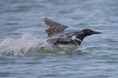 Common Loon D5S_7567