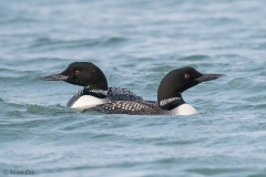 Common Loon D5S_7621